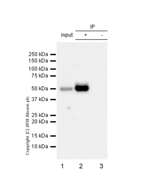 Immunoprecipitation - Anti-CD134 / OX40L receptor antibody [EPR22229-5] - BSA and Azide free (AB242024)