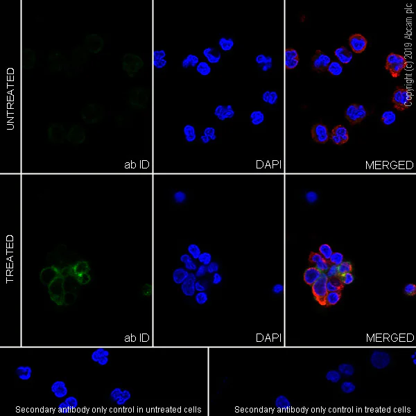 Immunocytochemistry/ Immunofluorescence - Anti-CD134 / OX40L receptor antibody [EPR23000-42] (AB264466)
