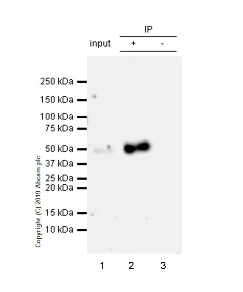 Immunoprecipitation - Anti-CD134 / OX40L receptor antibody [EPR23000-42] (AB264466)