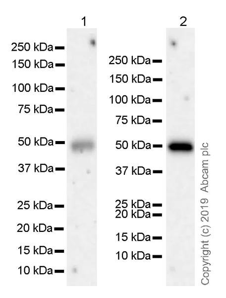 Western blot - Anti-CD134 / OX40L receptor antibody [EPR23000-42] (AB264466)