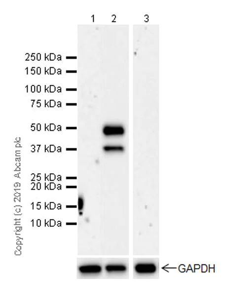 Western blot - Anti-CD134 / OX40L receptor antibody [EPR23000-42] (AB264466)