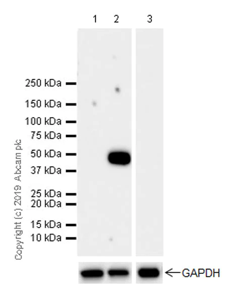 Western blot - Anti-CD134 / OX40L receptor antibody [EPR23001-88] (AB264465)