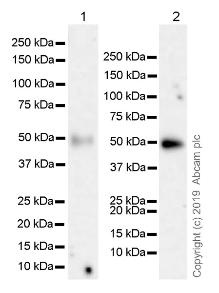 Western blot - Anti-CD134 / OX40L receptor antibody [EPR23001-88] (AB264465)