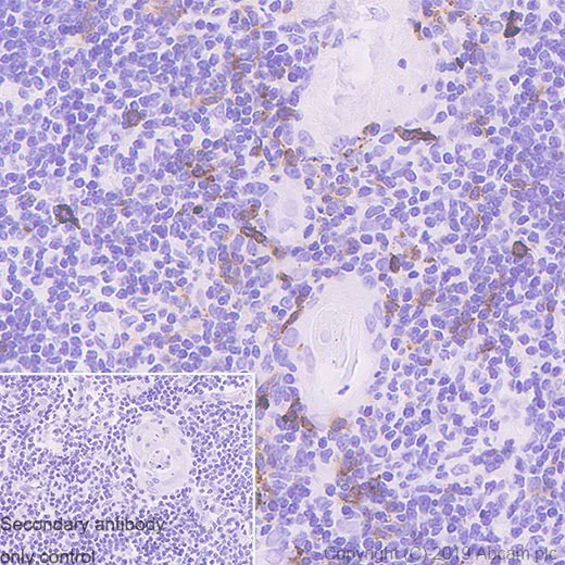 Immunohistochemistry (Formalin/PFA-fixed paraffin-embedded sections) - Anti-CD134 / OX40L receptor antibody [EPR23001-88] - BSA and Azide free (AB264469)