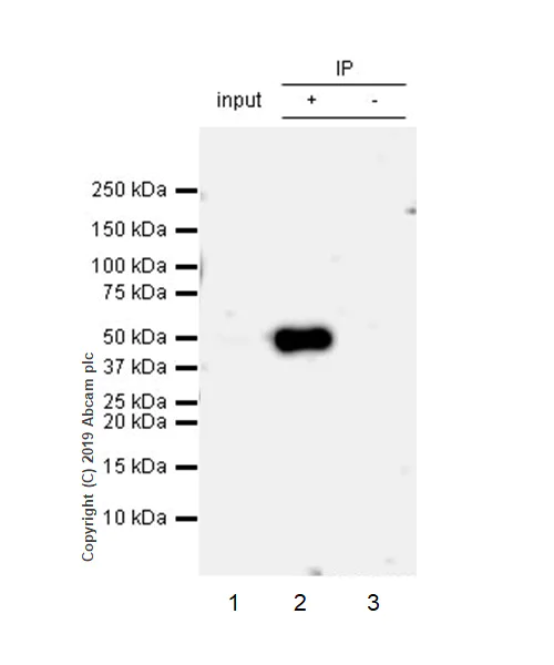 Immunoprecipitation - Anti-CD134 / OX40L receptor antibody [EPR23001-88] - BSA and Azide free (AB264469)