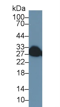 Western blot - Anti-CD137 antibody (AB232990)