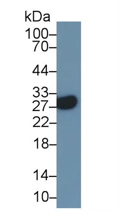 Western blot - Anti-CD137 antibody (AB232990)