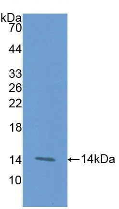 Western blot - Anti-CD137 antibody (AB232990)