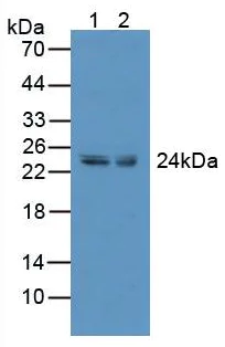 Western blot - Anti-CD137 antibody (AB232990)
