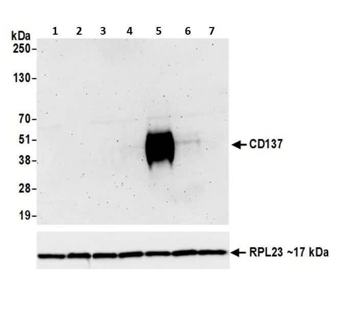 Western blot - Anti-CD137 antibody [BLR051F] - BSA free (AB252559)