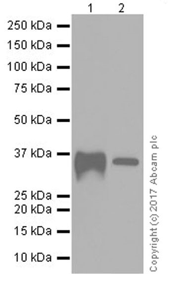 Western blot - Anti-CD137 antibody [EPR20238] (AB209256)