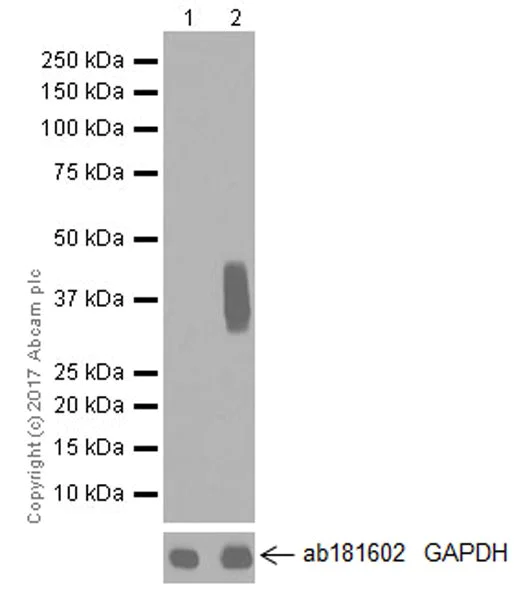 Western blot - Anti-CD137 antibody [EPR20238] - BSA and Azide free (AB240382)