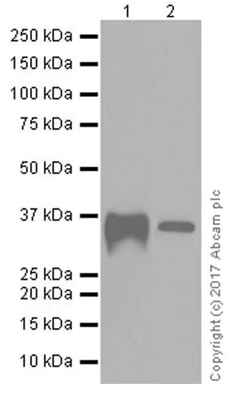 Western blot - Anti-CD137 antibody [EPR20238] - BSA and Azide free (AB240382)