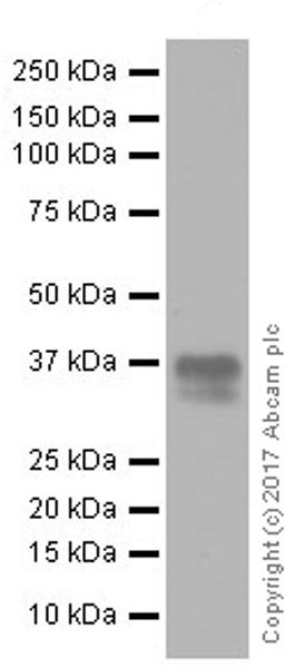 Western blot - Anti-CD137 antibody [EPR20238] - BSA and Azide free (AB240382)
