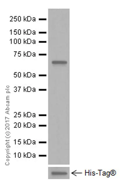 Western blot - Anti-CD137 antibody [EPR20238] - BSA and Azide free (AB240382)