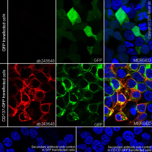 Immunocytochemistry/ Immunofluorescence - Anti-CD137 antibody [EPR23218-111] (AB243648)
