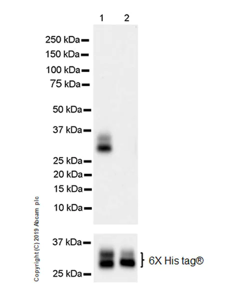 Western blot - Anti-CD137 antibody [EPR23218-111] (AB243648)
