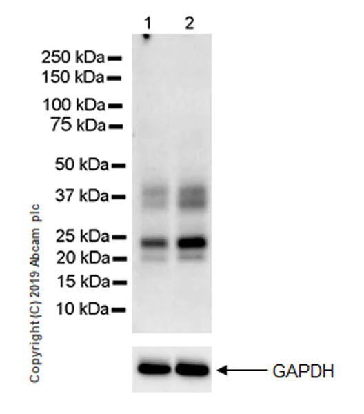 Western blot - Anti-CD137 antibody [EPR23218-111] (AB243648)