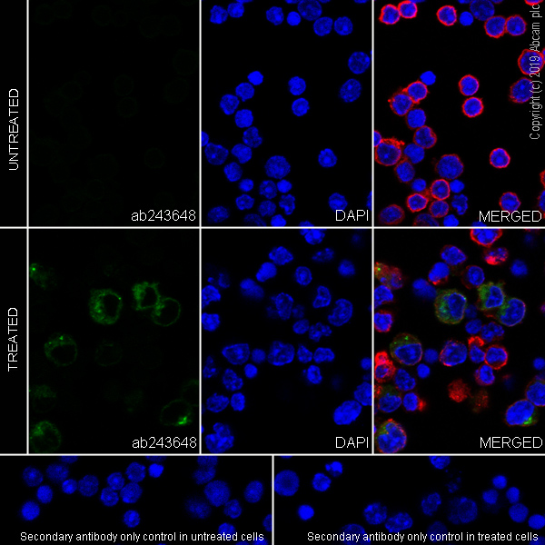 Immunocytochemistry/ Immunofluorescence - Anti-CD137 antibody [EPR23218-111] - BSA and Azide free (AB270527), expandable thumbnail