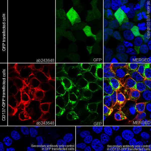 Immunocytochemistry/ Immunofluorescence - Anti-CD137 antibody [EPR23218-111] - BSA and Azide free (AB270527), expandable thumbnail
