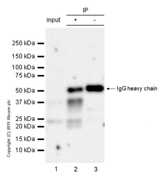 Immunoprecipitation - Anti-CD137 antibody [EPR23218-111] - BSA and Azide free (AB270527), expandable thumbnail