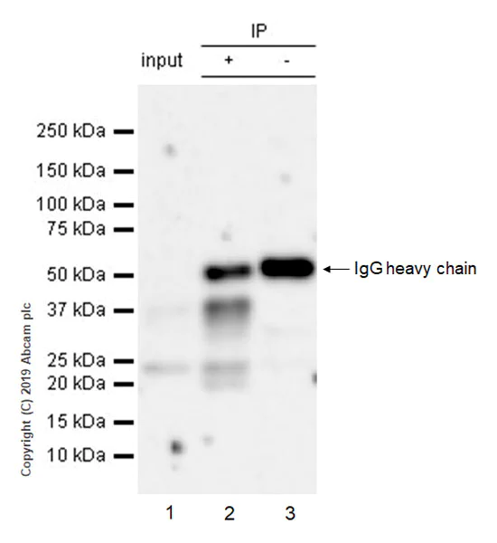 Immunoprecipitation - Anti-CD137 antibody [EPR23218-111] - BSA and Azide free (AB270527)
