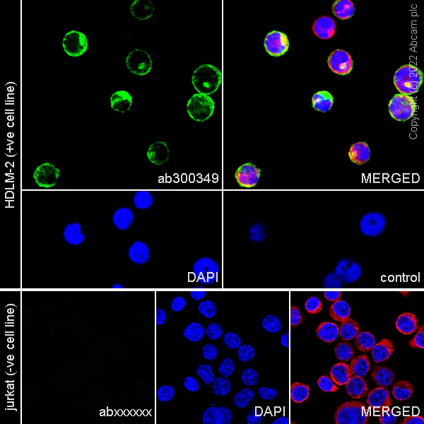 Immunocytochemistry/ Immunofluorescence - Anti-CD137 antibody [EPR25096-57] (AB300349)