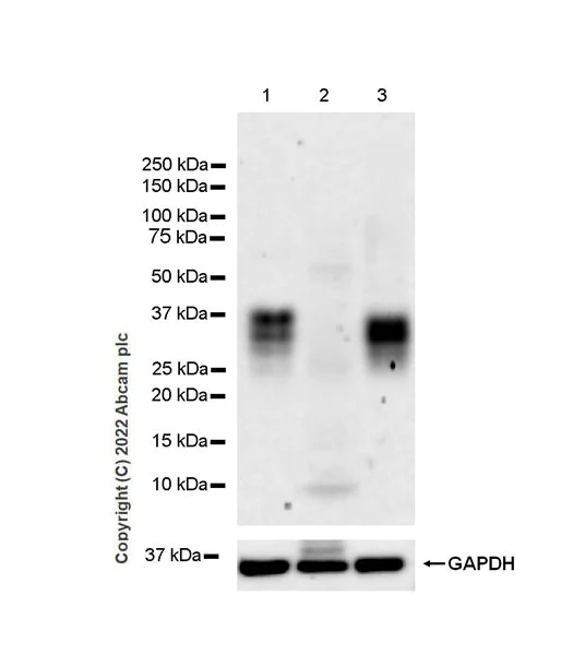 Western blot - Anti-CD137 antibody [EPR25096-57] (AB300349)