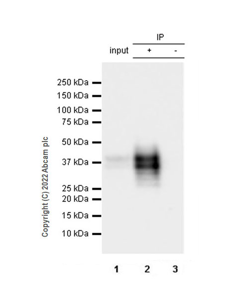 Immunoprecipitation - Anti-CD137 antibody [EPR25096-57] (BSA and Azide free) (AB300350), expandable thumbnail