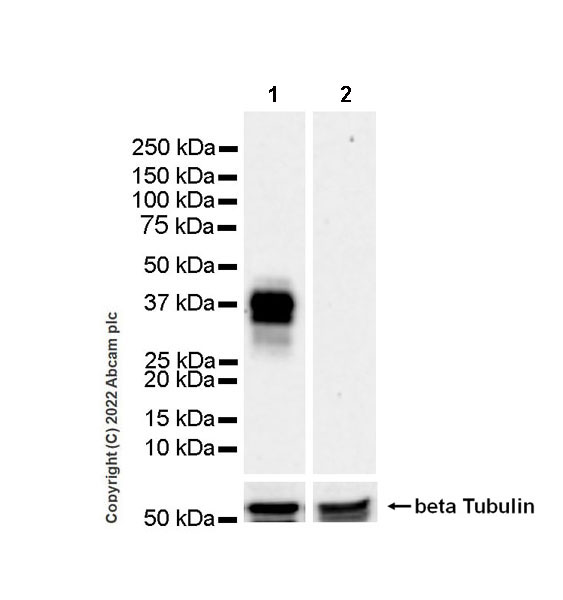 Western blot - Anti-CD137 antibody [EPR25096-57] (BSA and Azide free) (AB300350), expandable thumbnail