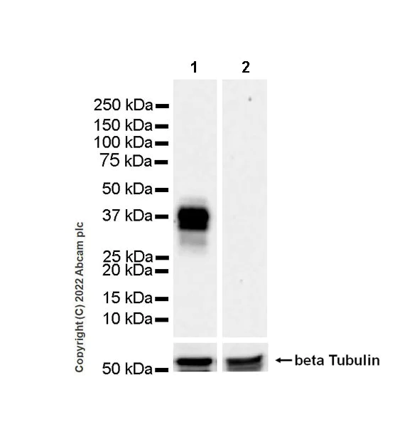 Western blot - Anti-CD137 antibody [EPR25096-57] (BSA and Azide free) (AB300350)