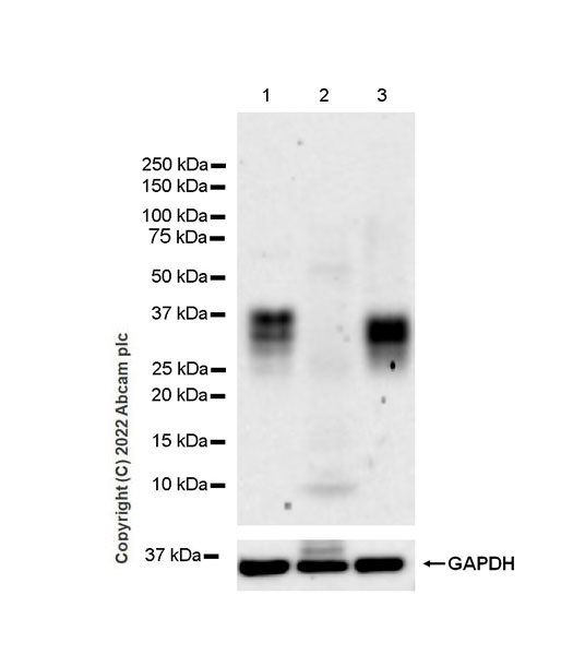 Western blot - Anti-CD137 antibody [EPR25096-57] (BSA and Azide free) (AB300350), expandable thumbnail