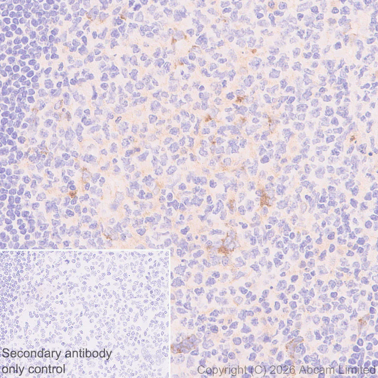Immunohistochemistry (Formalin/PFA-fixed paraffin-embedded sections) - Anti-CD137 antibody [EPR30968-503] - BSA and Azide free (AB326429)