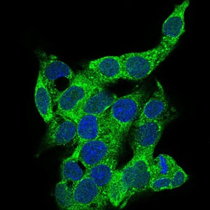 Immunocytochemistry/ Immunofluorescence - Anti-CD14 antibody [1H5D8] (AB181470), expandable thumbnail