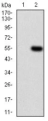 Western blot - Anti-CD14 antibody [1H5D8] (AB181470)