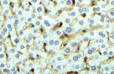 Immunohistochemistry (Formalin/PFA-fixed paraffin-embedded sections) - Anti-CD14 antibody [4B4F12] (AB182032)