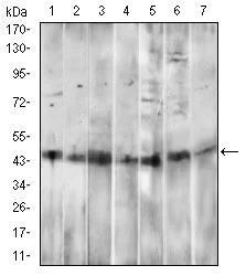 Western blot - Anti-CD14 antibody [4B4F12] (AB182032)