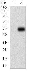 Western blot - Anti-CD14 antibody [4B4F12] (AB182032)