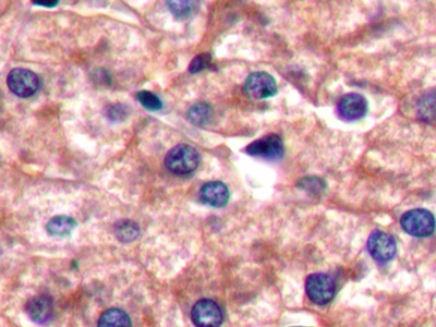 Immunohistochemistry (Formalin/PFA-fixed paraffin-embedded sections) - Anti-CD14 antibody (AB231049), expandable thumbnail