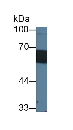 Western blot - Anti-CD14 antibody (AB231049)