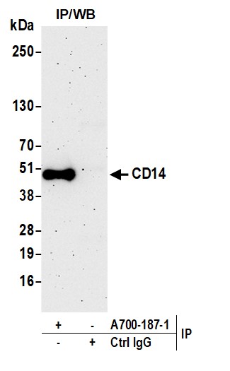 Immunoprecipitation - Anti-CD14 antibody [BLR187J] - BSA free (AB314062), expandable thumbnail