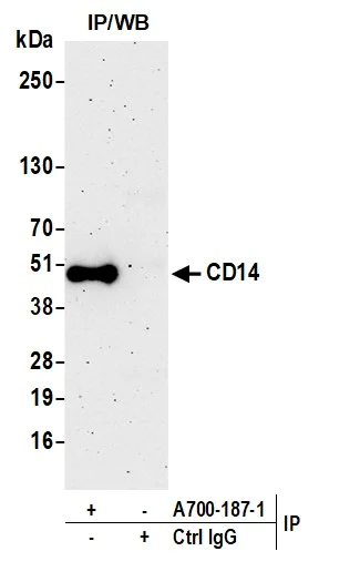 Immunoprecipitation - Anti-CD14 antibody [BLR187J] - BSA free (AB314062)