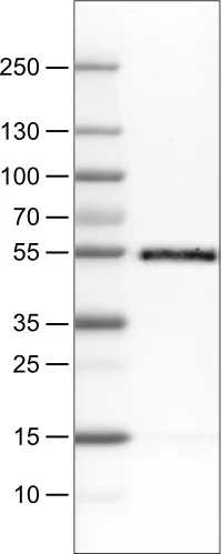 Western blot - Anti-CD14 Antibody [CL1637] (AB327106)