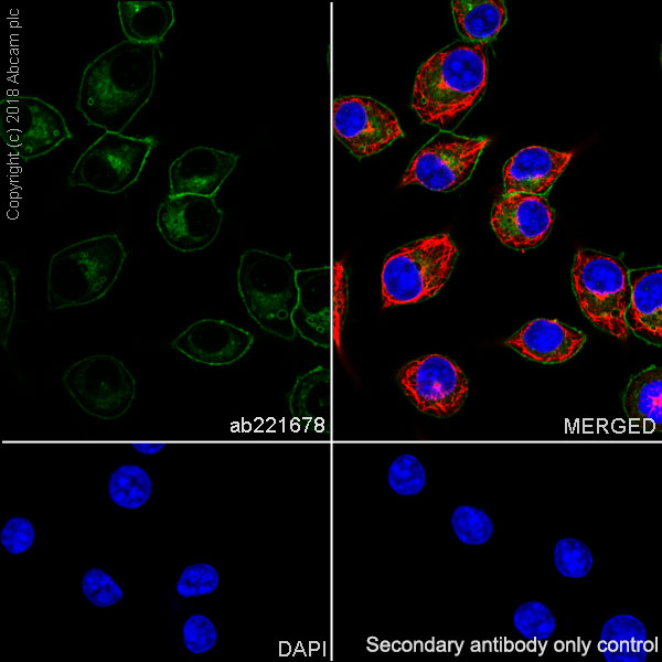Immunocytochemistry/ Immunofluorescence - Anti-CD14 antibody [EPR21847] (AB221678)