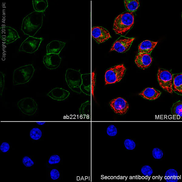 Immunocytochemistry/ Immunofluorescence - Anti-CD14 antibody [EPR21847] (AB221678)