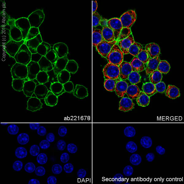 Immunocytochemistry/ Immunofluorescence - Anti-CD14 antibody [EPR21847] (AB221678)