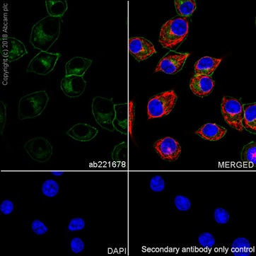 Immunocytochemistry/ Immunofluorescence - Anti-CD14 antibody [EPR21847] - BSA and Azide free (AB231852)