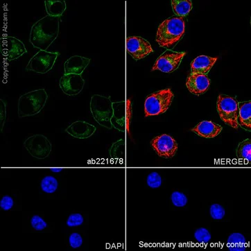 Immunocytochemistry/ Immunofluorescence - Anti-CD14 antibody [EPR21847] - BSA and Azide free (AB231852)
