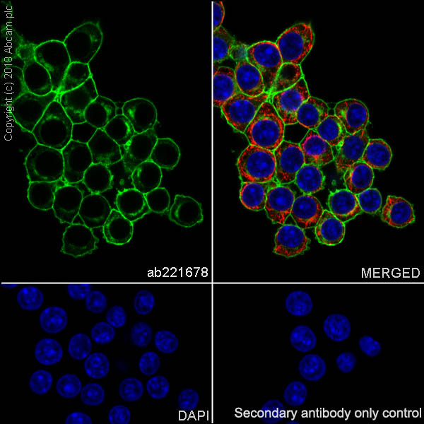 Immunocytochemistry/ Immunofluorescence - Anti-CD14 antibody [EPR21847] - BSA and Azide free (AB231852)