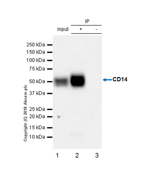 Immunoprecipitation - Anti-CD14 antibody [EPR21847] - BSA and Azide free (AB231852)